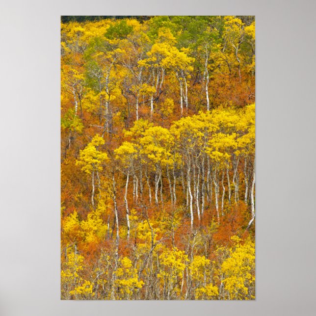 Póster Batido em aspen no pico de cor do outono em (Frente)
