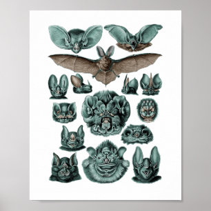 Póster Bats de Ernst Haeckel