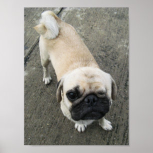 Poster Bauwk... Pug Dog... か わ い い 子 犬