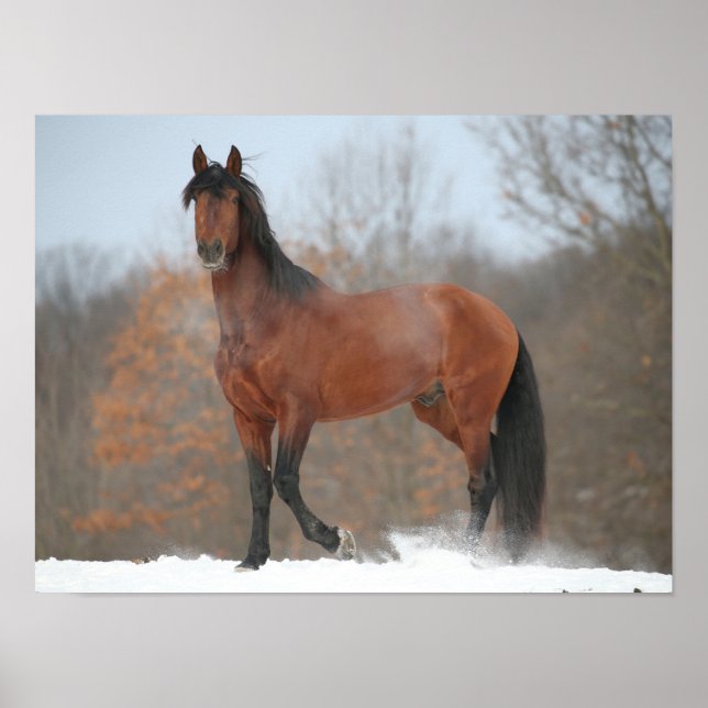 Poster Bay Andalucian Stallion Em Snow (Frente)