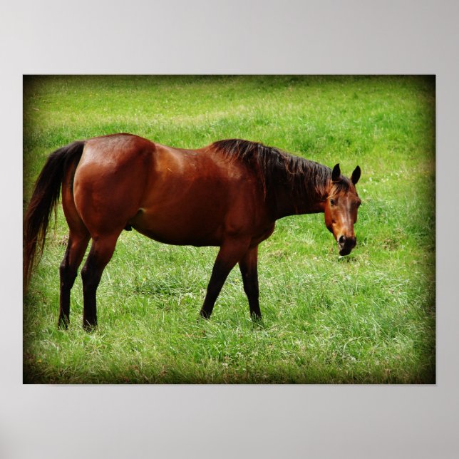 Poster Bay Horse (Frente)