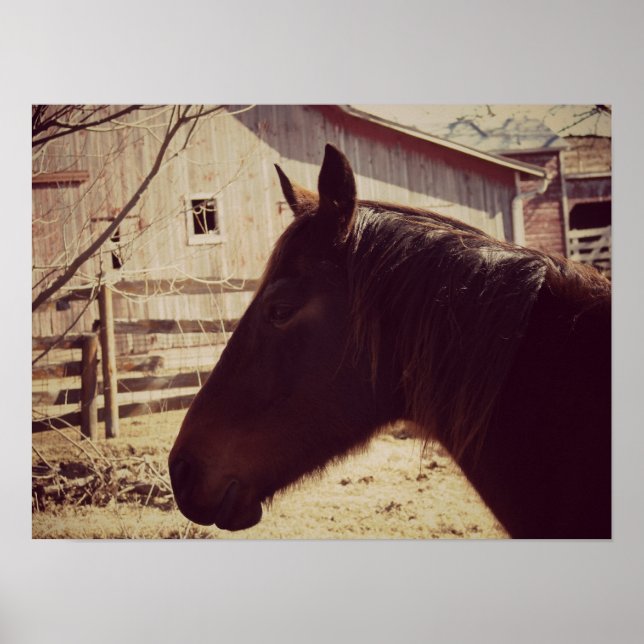 Poster Bay Horse (Frente)