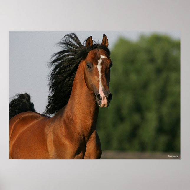 Poster Bay Morgan Horse Headshot Mane Fluindo (Frente)