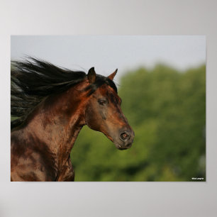 Poster Bay Morgan Horse Headshot Mane Fluindo