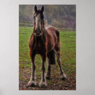 Póster Bay Shire Draft Horse England