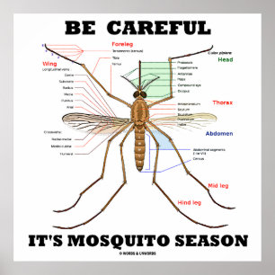 Poster Be Careful It's Mosquito Season (Mosquito Anatomy)