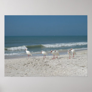Póster Beach Ibis