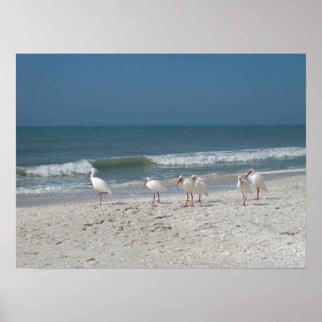 Póster Beach Ibis (Frente)