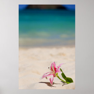 Póster Beach Lily 24x36 art print