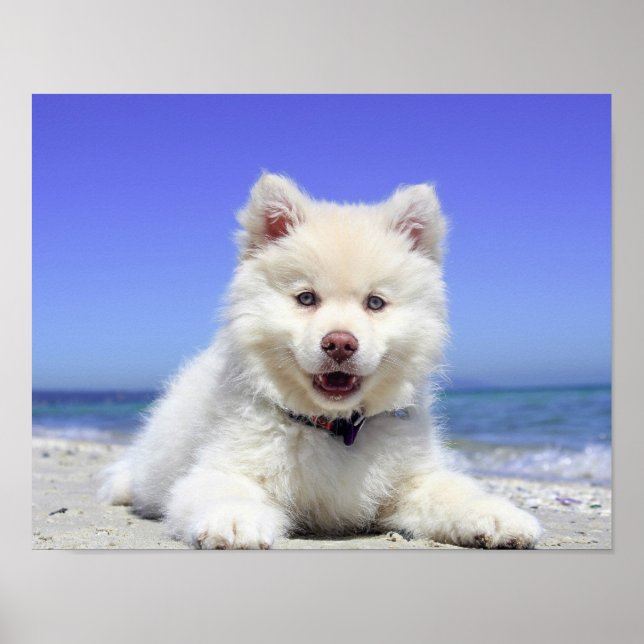 Póster Beach Puppy Dog Fluffy White Animal Summer Photogr (Frente)