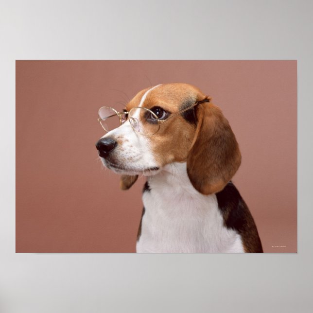 Póster Beagle (Frente)