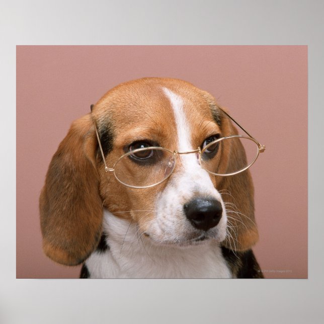 Poster Beagle (Frente)