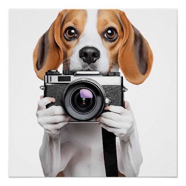 Póster Beagle (Frente)
