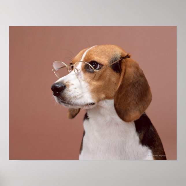 Póster Beagle (Frente)