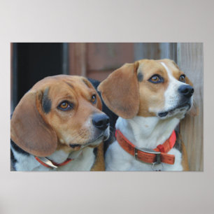 Poster Beagle Best Friends