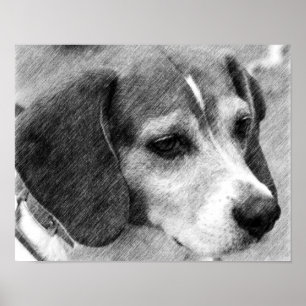 Poster Beagle Dog Face Pencione Art #2