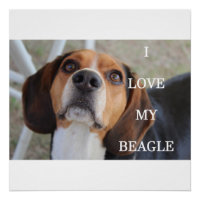 beagle love w pic black red white