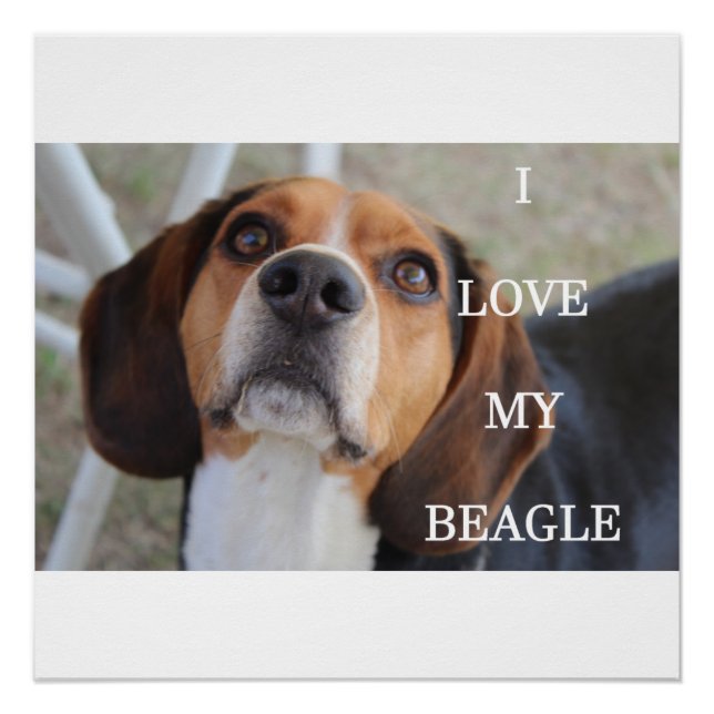 Póster beagle love w pic black red white (Frente)