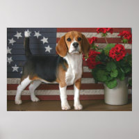 Beagle Patriótico