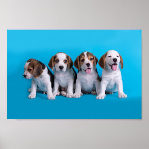 Poster Beagle Puppies
