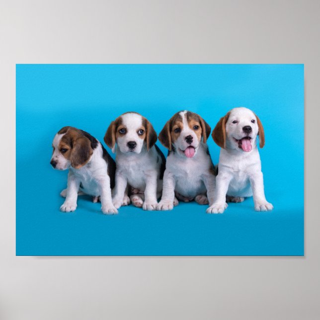 Poster Beagle Puppies (Frente)