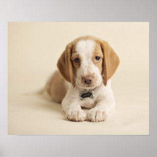 Póster Beagle Puppy