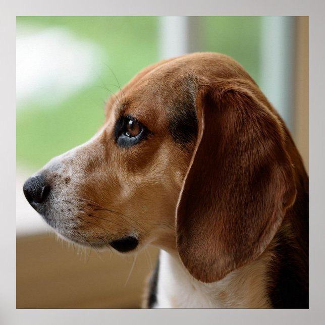 Poster Beagle Sonhador (Frente)