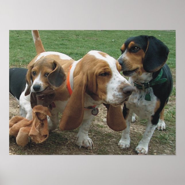 Póster Beagles & Basset Hound Amigos (Frente)