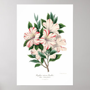 Póster Bealii indica da azálea