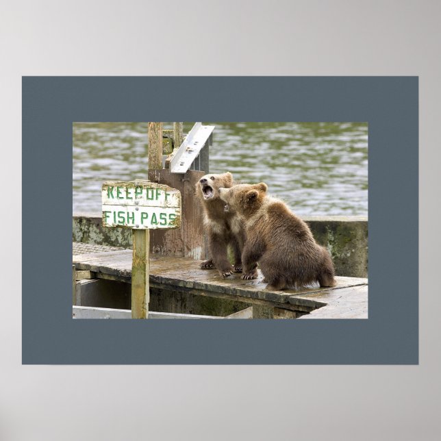 Póster Bear Cubs Guarda Memórias Amor Destino (Frente)