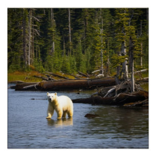 Póster Bear Espírito