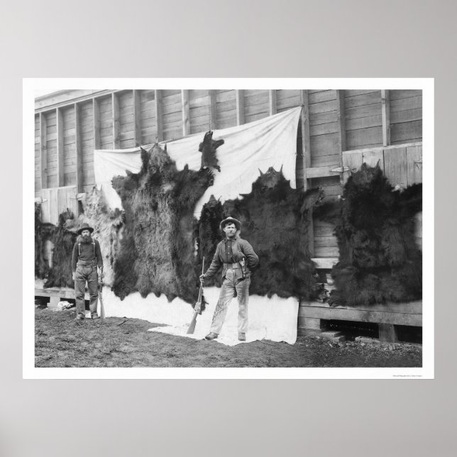 Póster Bear Hunting Alaska 1906 (Frente)