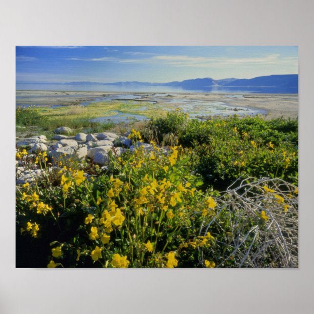 Póster BEAR LAKE, UT, EUA, flor de macaco e tumbleweed, (Frente)