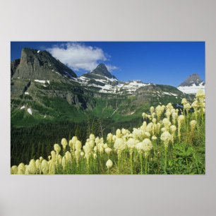 Poster Bearcapi perto do Logan Pass na Gacier National