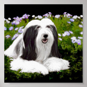 Póster Bearded Collie Painting - Cute Original Dog Art