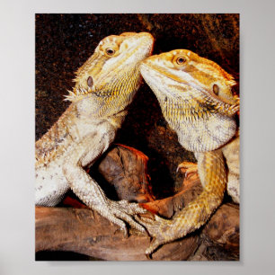 Póster Beardies