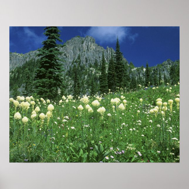 Póster Beargrass no lago Eunice, Mt. Rainier NP, WA, (Frente)