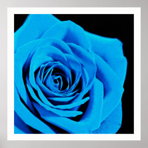 Poster Beautiful blue rose