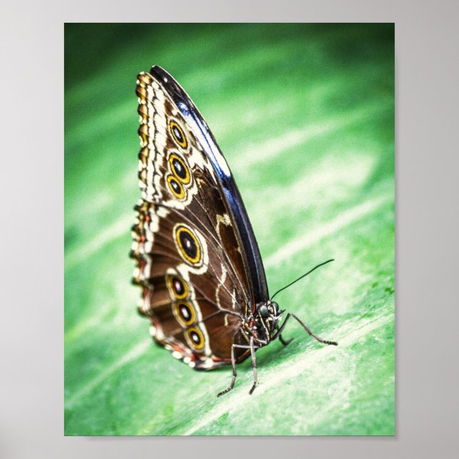 Poster Beautiful Butterfly Insects Archival Fine Art (Frente)