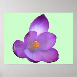 Póster Beautiful Crocus Print
