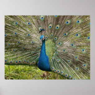 Póster Beautiful Peacock