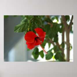 Poster beautiful red flower