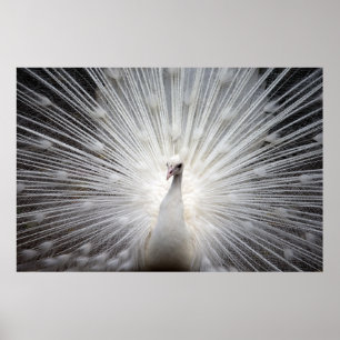 Póster Beautiful white peacock