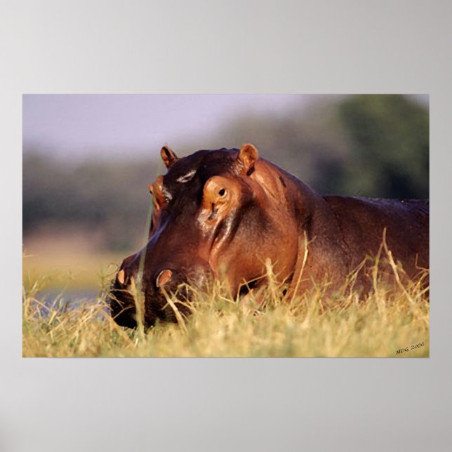 Poster Beauty Hippopotamus Retrait (Frente)