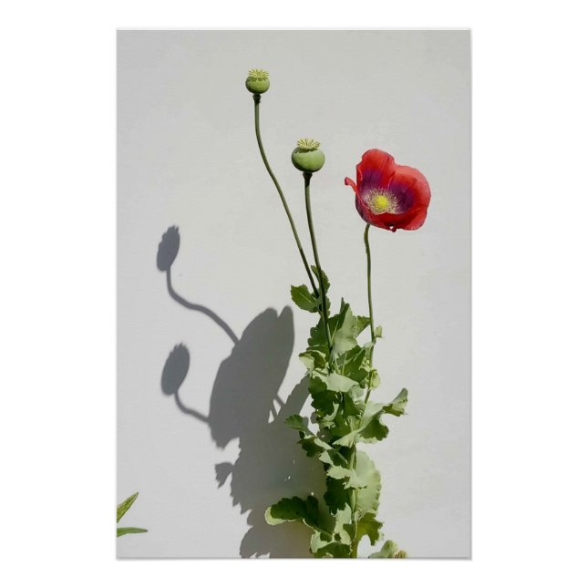 Póster Beauty is also the Beast. (Frente)