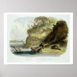 Poster Beaver a cabana no Missouri, chapeie 17 do volume