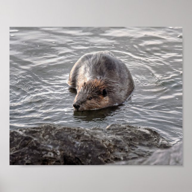 Poster Beaver na Ilha Dauphin, Alabama (Frente)
