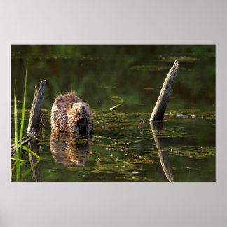 Póster Beaver sorridente