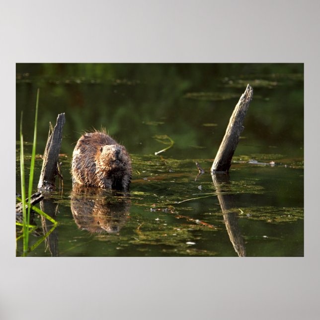 Póster Beaver sorridente (Frente)