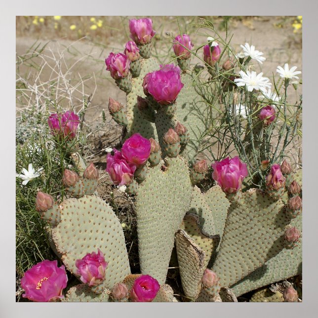 Póster Beavertail Cactus (Frente)